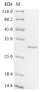 Cell death activator CIDE-B (CIDEB), bovine, recombinant