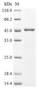 Glycerol-3-phosphate dehydrogenase [NAD (+)] 2 (GPD2), Candida albicans, recombinant