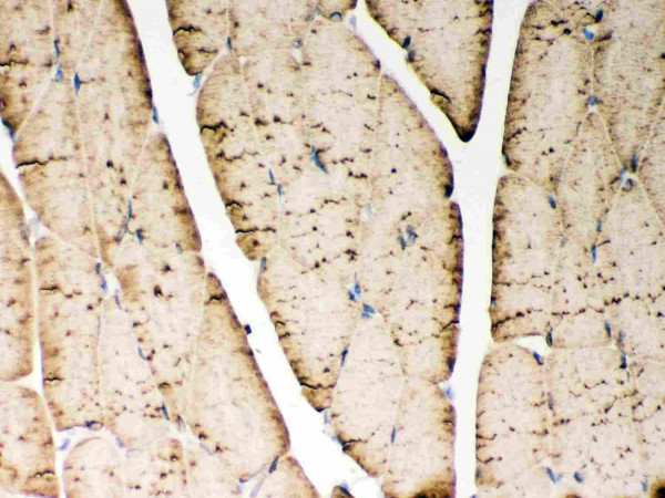 Anti-ATP2A1 / SERCA1 ATPase