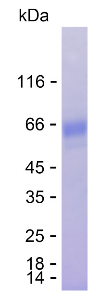 Recombinant Human TMEM182 Protein