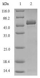Toll/interleukin-1 receptor domain-containing adapter protein (TIRAP), human, recombinant