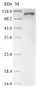 Lysyl oxidase homolog 3 (LOXL3), human, recombinant