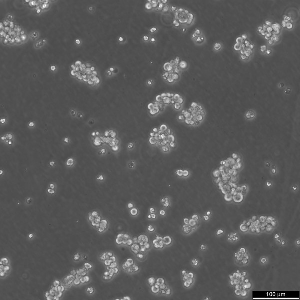 NCI-H716 Cells