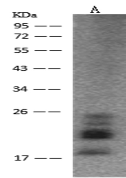 Anti-FGF2 Monoclonal Antibody
