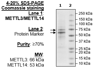 METTL3/METTL14 Protein Complex, FLAG-Tag, His-Tag