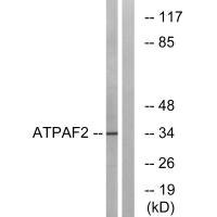 Anti-ATPAF2