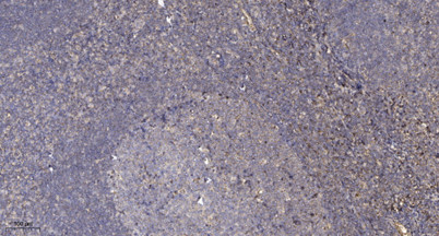 Anti-phospho-PKAalpha cat (Ser338)