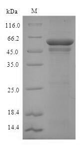 Alcohol dehydrogenase class-3 (ADH2), Arabidopsis thaliana, recombinant
