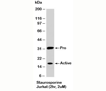 Anti-Caspase-3, Pro and Active, clone CAS3836