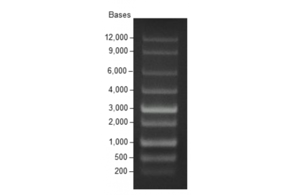 High Range RNA Ladder