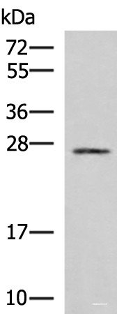 Anti-SNRPB2