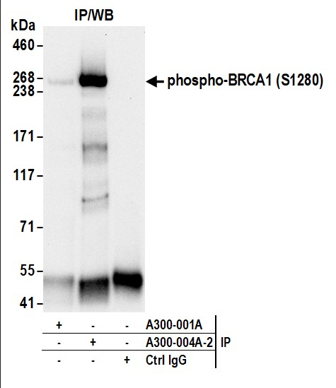 Anti-phospho-BRCA1 (Ser1280)
