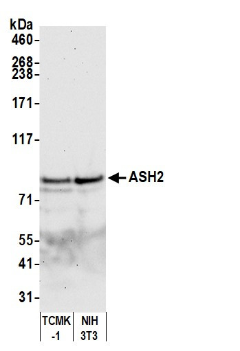 Anti-ASH2