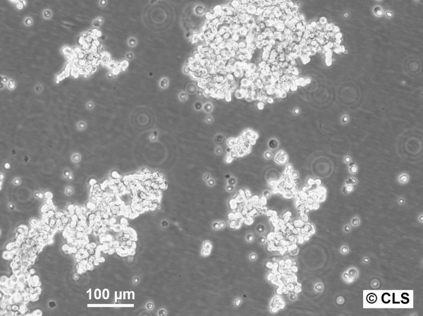 SCLC-22H Cells