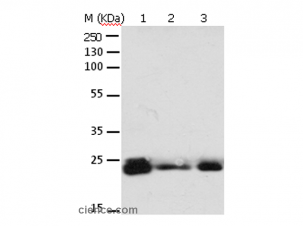 Anti-RAB6A
