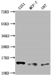 Anti-TNFRSF12A Recombinant Monoclonal, clone 7H8