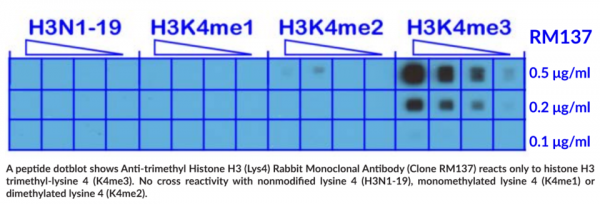 Anti-trimethyl Histone H3 (Lys4) Rabbit (Clone RM137)