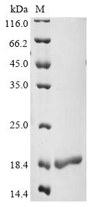 Serine/arginine-rich splicing factor 3 (SRSF3), partial, human, recombinant