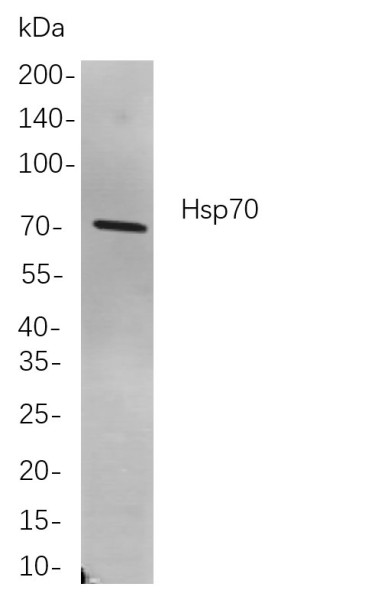Anti-Recombinant Hsp70, clone 8D3
