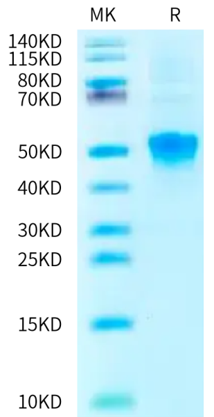 Rat CLEC11a/SCGF-alpha Protein