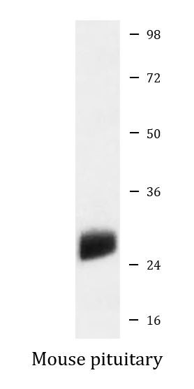 Anti-POMC / Proopiomelanocortin
