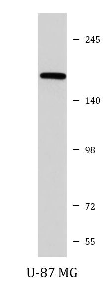 Anti-Caspr 1