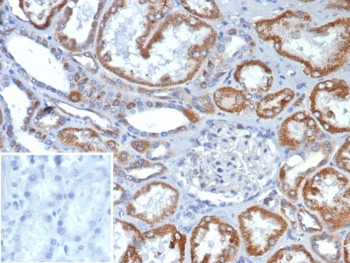 Anti-FGF-23 / Fibroblast Growth Factor 23, clone FGF23/132