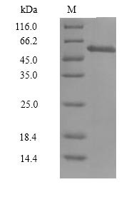 Cyclin-A1 Isoform 2 (CCNA1), partial, human, recombinant