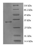 ATP synthase mitochondrial F1 complex assembly factor 2 (ATPAF2), human, recombinant