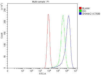 Anti-SHANK2 / SH3 and multiple ankyrin repeat domains protein 2
