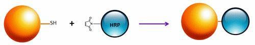 ReadiUse(TM) Preactivated HRP maleimide