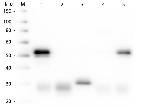Anti-Rabbit IgG (H&amp;L) [Donkey] Peroxidase conjugated