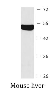 Anti-LTBR / Lymphotoxin beta Receptor