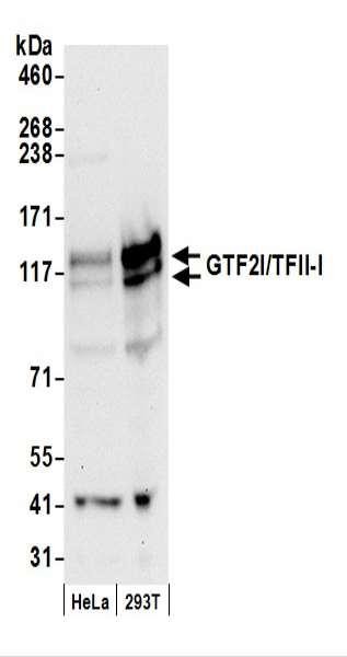Anti-GTF2I/TFII-I