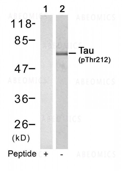 Anti-phospho-Tau (Thr212)