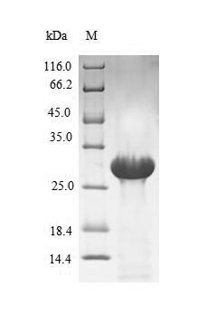 Coagulation factor VII (F7), partial, human, recombinant