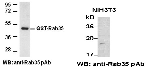 Anti-Rab35