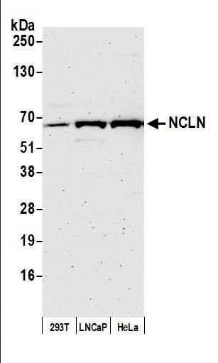 Anti-NCLN