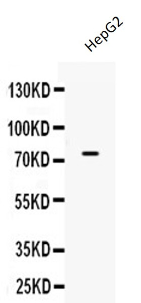 Anti-ACSL3