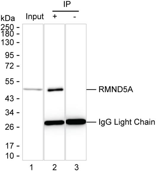 Anti-RMND5A Magnetic Beads