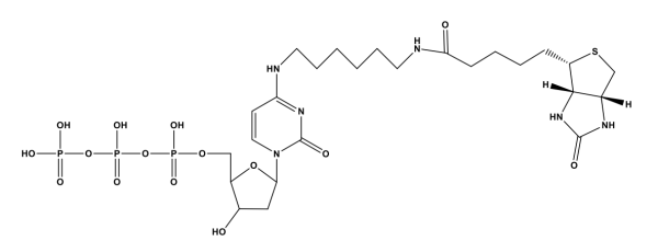 Biotin-14-dCTP