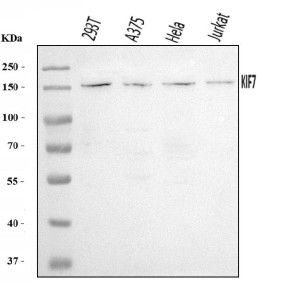 Anti-KIF7 / Kinesin-like protein KIF7
