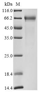 Ribonuclease T2 (RNASET2), human, recombinant