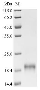 Myoglobin (MB), swine, recombinant