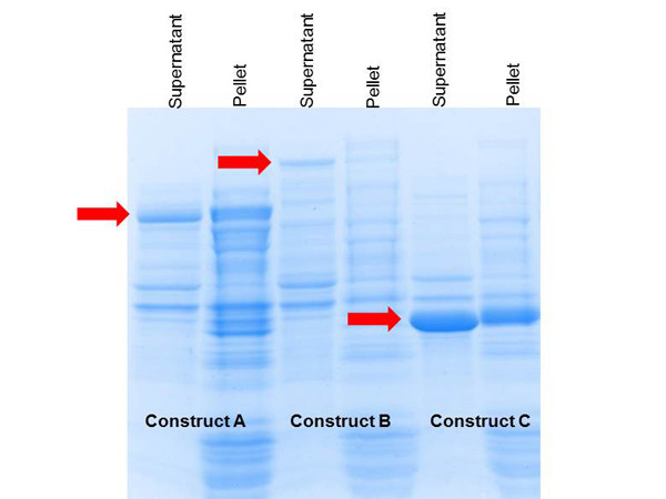 ProXtract B(TM) Extraction Buffer