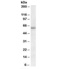 Anti-Cadherin 23