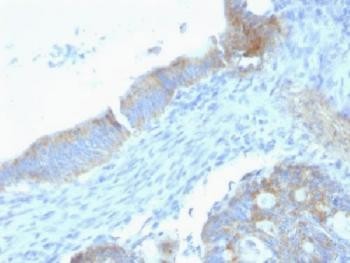 Anti-Perlecan (Large), clone SPM255