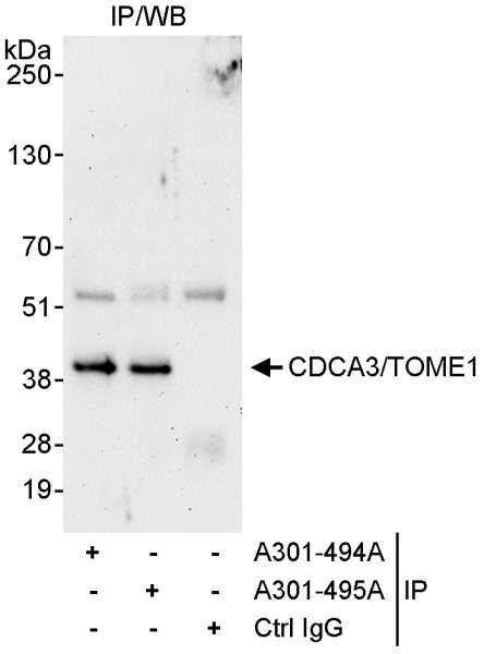 Anti-CDCA3/TOME1