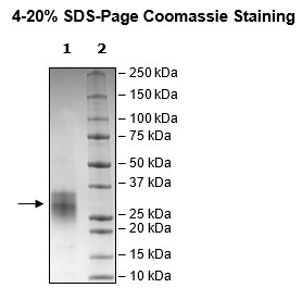 CD37, Avi-His-Tag, Biotin-Labeled Recombinant