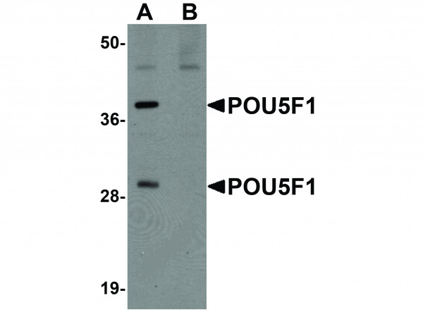 Anti-POU5F1